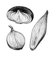 Ink sketch of onion isolated on white background. Hand drawn vector illustration. Retro style.