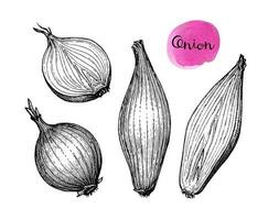 Ink sketch of onion isolated on white background. Hand drawn vector illustration. Retro style.