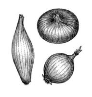 Ink sketch of onion isolated on white background. Hand drawn vector illustration. Retro style.