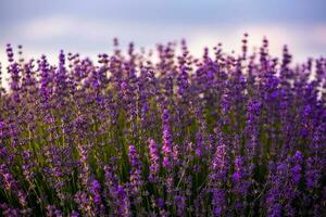 Blooming Lavender Flowers in a Provence Field Under Sunset light in France. Soft Focused Purple Lavender Flowers with Copy space. Summer Scene Background. photo