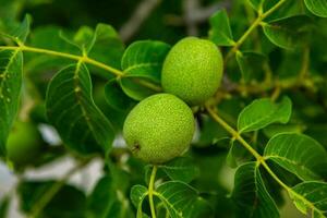 Green walnuts growing on a tree in the garden in summer. photo