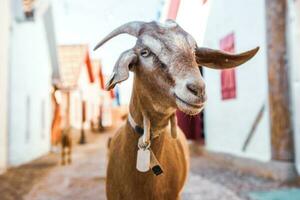 Portrait of a goat with horns on the street in the village. The happy life of goats in the country photo