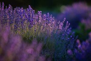 Blooming Lavender Flowers in a Provence Field Under Sunset light in France. Soft Focused Purple Lavender Flowers with Copy space. Summer Scene Background. photo