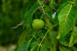 Green walnuts growing on a tree in the garden in summer. photo