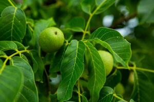 verde nueces creciente en un árbol en el jardín en verano. foto