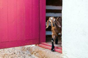 Portrait of a goat with horns on the street in the village. The happy life of goats in the country photo