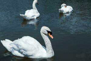 Beautiful white swans swimming on a lake in the park. photo