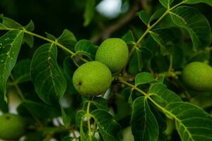 Green walnuts growing on a tree in the garden in summer. photo