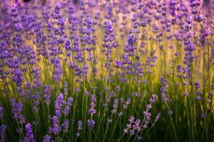 floreciente lavanda flores en un provence campo debajo puesta de sol ligero en Francia. suave enfocado púrpura lavanda flores con Copiar espacio. verano escena antecedentes. foto