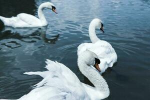 Beautiful white swans swimming on a lake in the park. photo