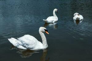 hermosa blanco cisnes nadando en un lago en el parque. foto