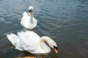 Beautiful white swans swimming on a lake in the park. photo