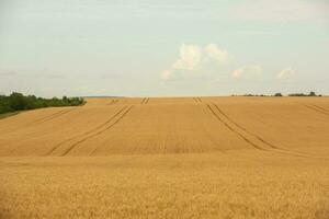 Wheat field and blue sky. Agricultural landscape with ears of wheat. photo