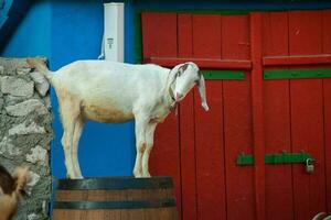 Portrait of a goat with horns on the street in the village. The happy life of goats in the country photo