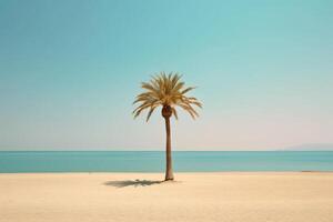 Palm tree on an empty beach photography photo