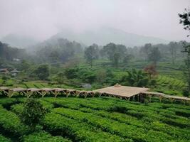 Photo of the Tea Garden