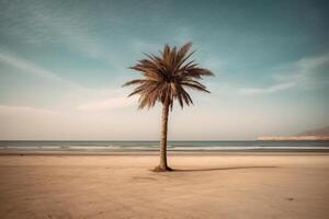 Palm tree on an empty beach photography photo