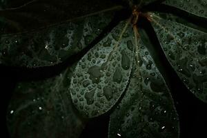 plano poner, oscuro naturaleza concepto, con lluvia gotas, oscuro verde follaje textura antecedentes foto