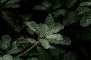 plano poner, oscuro naturaleza concepto, con lluvia gotas, oscuro verde follaje textura antecedentes foto