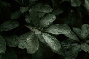 Flat lay, dark nature concept, with rain droplets, dark green foliage texture backgrounds photo