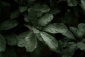 plano poner, oscuro naturaleza concepto, con lluvia gotas, oscuro verde follaje textura antecedentes foto