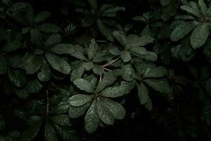 Flat lay, dark nature concept, with rain droplets, dark green foliage texture backgrounds photo