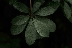 plano poner, oscuro naturaleza concepto, con lluvia gotas, oscuro verde follaje textura antecedentes foto