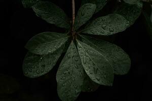 plano poner, oscuro naturaleza concepto, con lluvia gotas, oscuro verde follaje textura antecedentes foto