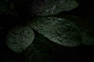 plano poner, oscuro naturaleza concepto, con lluvia gotas, oscuro verde follaje textura antecedentes foto