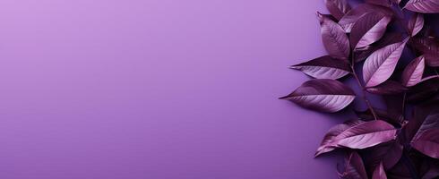 The Minimals - The Purple Background - - photo