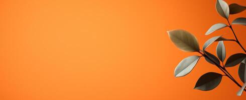 The Minimals - The Orange Background - - photo
