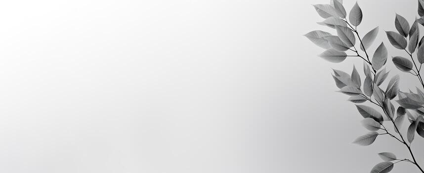 The Minimals - The White Background - - photo