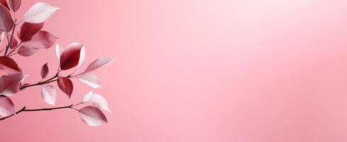 The Minimals - The Pink Background - - photo