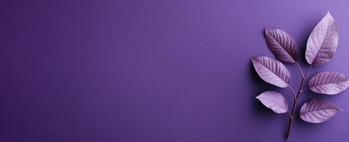 The Minimals - The Purple Background - - photo