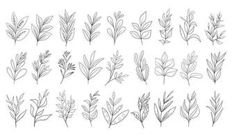 Hand drawn floral herbs set elements vector