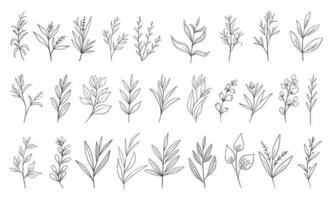 Hand drawn floral herbs set elements vector