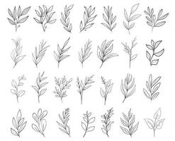 Hand drawn floral herbs set elements vector
