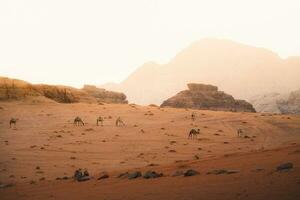 Group of camels walk in scenic wadi rum desert in hazy beautiful morning light before sunrise. Cinematic Jordan landscapes. Visit famous middle east destination photo