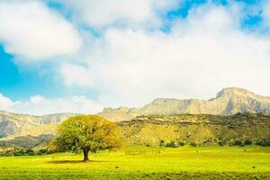 Iconic tree in autumn colors with stunning rock formations in background.VAshlovani national park photo