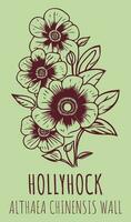 Vector drawings HOLLYHOCK. Hand drawn illustration. Latin name ALTHAEA CHINENSIS .