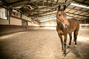 marrón caballo en pie en el estable. foto