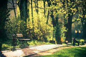 Spring is comming. Bench in the park. photo