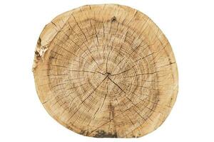 Tree Rings Cross Section and Texture Isolated on White Background. photo