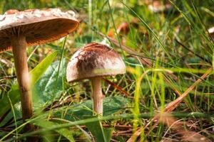 setas del bosque en la hierba foto