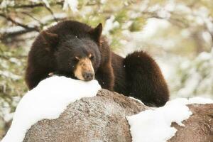 descansando negro oso foto