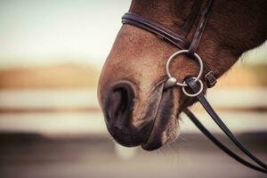 Horse bit in horse mouth. Equestrian equipment. photo