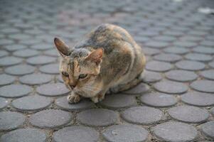 chica extraviado gato en el calle en tailandia foto