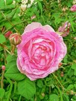 Tender pink rose photo