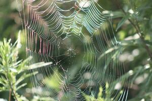 un iridiscente araña web foto