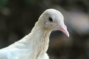 A white dove photo